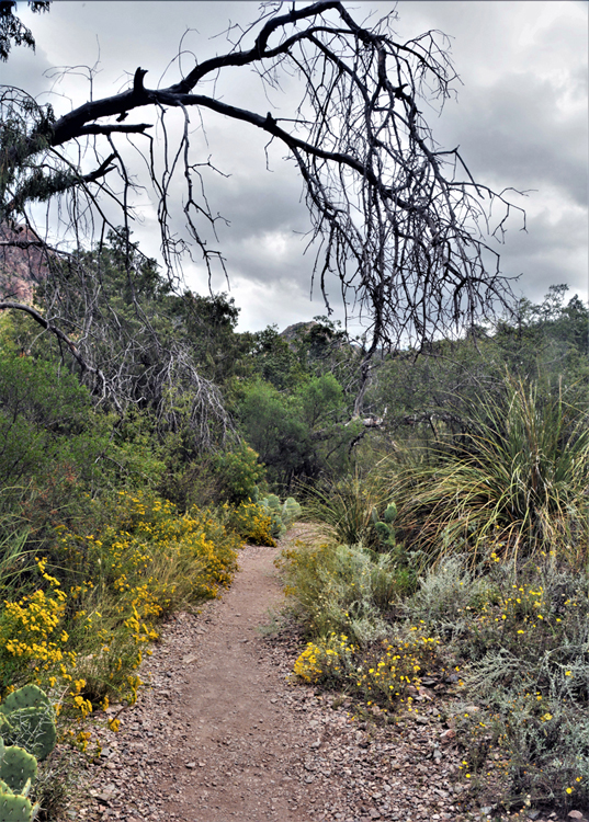 along the window trail